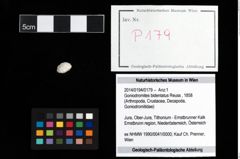 Foto (Objekt + Etikett) von Goniodromites bidentatus (Reuss, 1858)  (NHMW-GEO-2014-0194-0179)